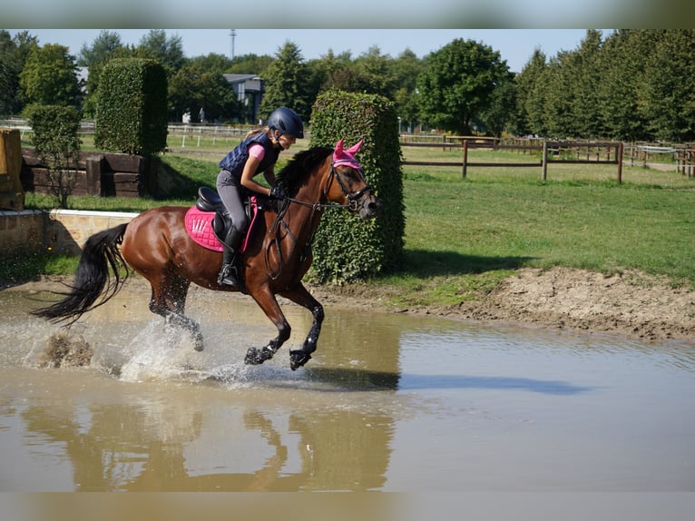 Poney de selle allemand Jument 14 Ans 146 cm Bai in Unna