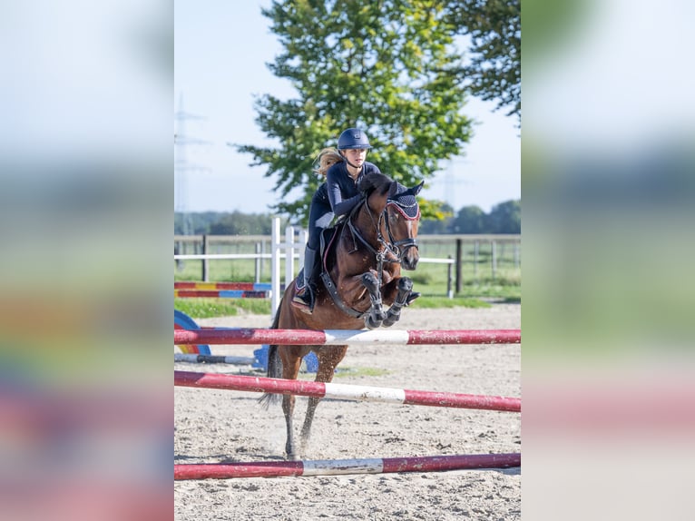 Poney de selle allemand Jument 14 Ans 146 cm Bai in Unna