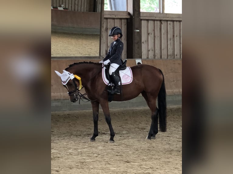 Poney de selle allemand Jument 14 Ans 146 cm Bai in Unna