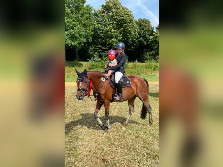 Poney de selle allemand Jument 14 Ans 146 cm Bai in Unna
