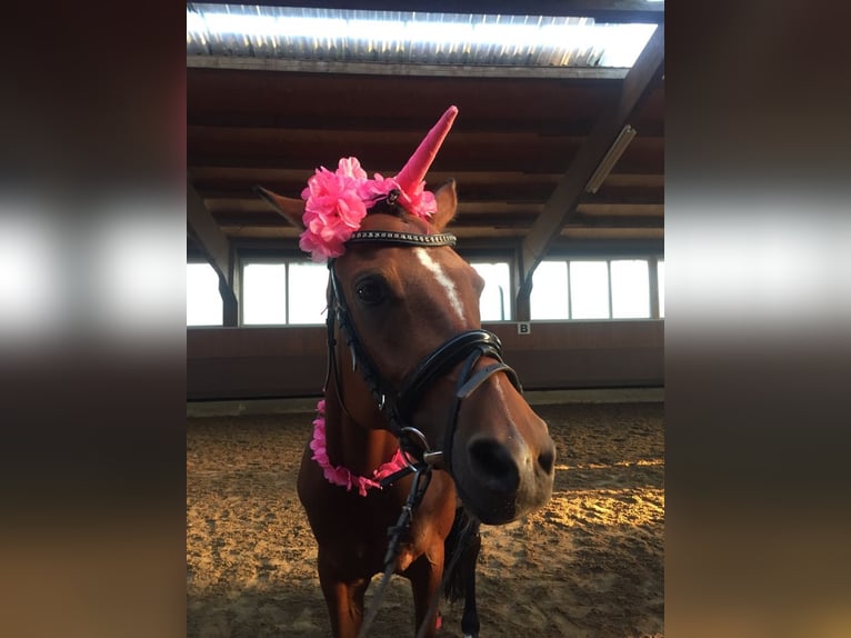 Poney de selle allemand Jument 14 Ans 146 cm Bai in Unna