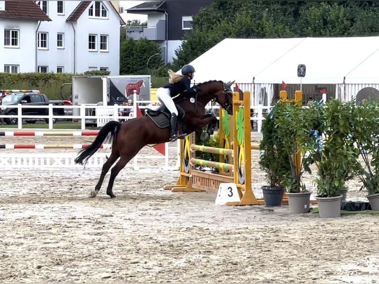 Poney de selle allemand Jument 14 Ans 146 cm Bai in Unna