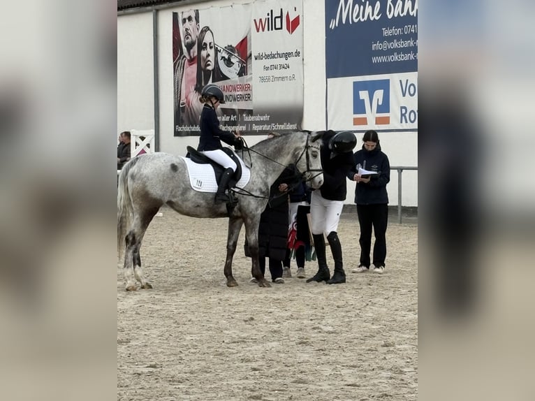 Poney de selle allemand Jument 14 Ans 146 cm Léopard in Horb am Neckar