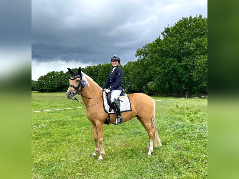 Poney de selle allemand Jument 14 Ans 146 cm Palomino in Nienburg (Weser)
