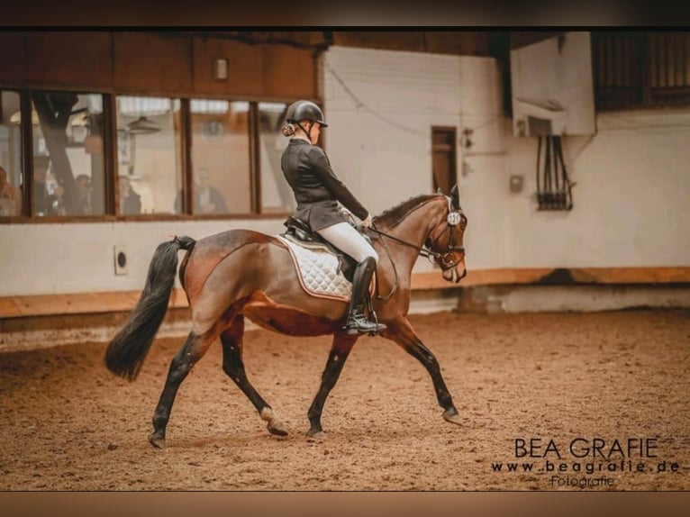 Poney de selle allemand Jument 14 Ans 147 cm Bai in Zeven