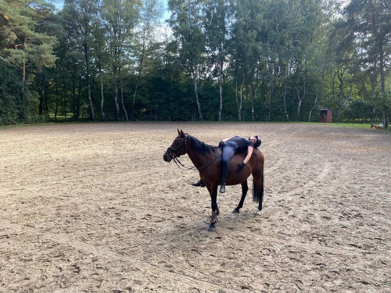 Poney de selle allemand Jument 14 Ans 147 cm Bai in Zeven