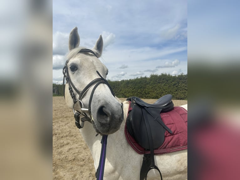 Poney de selle allemand Jument 14 Ans 147 cm Gris in Bernstadt auf dem Eigen