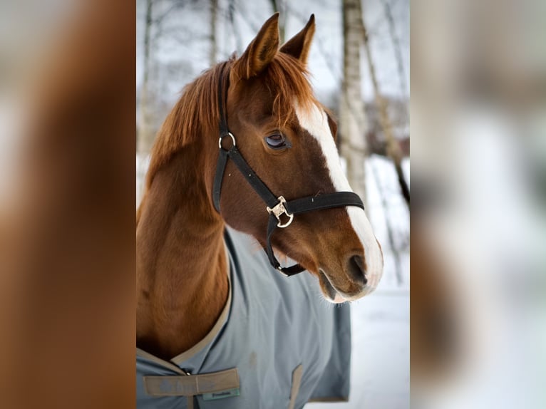 Poney de selle allemand Jument 14 Ans 148 cm Alezan brûlé in Bad Berneck im Fichtelgebirge