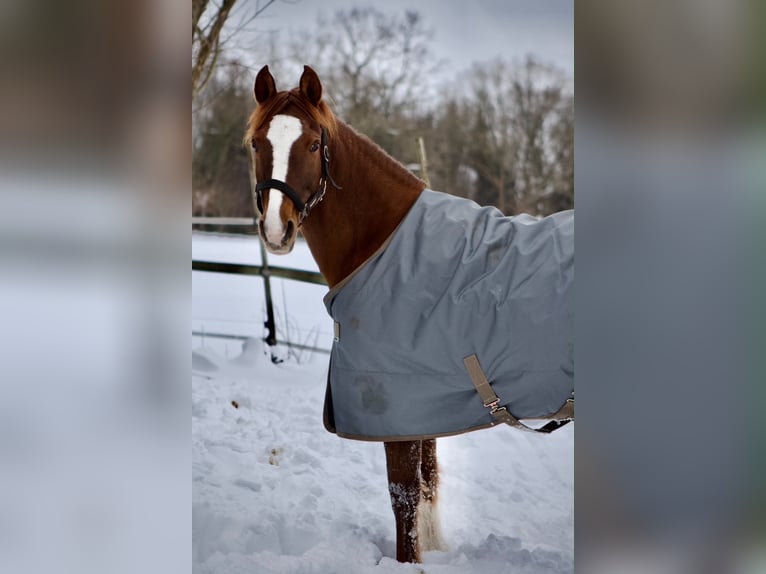 Poney de selle allemand Jument 14 Ans 148 cm Alezan brûlé in Bad Berneck im Fichtelgebirge