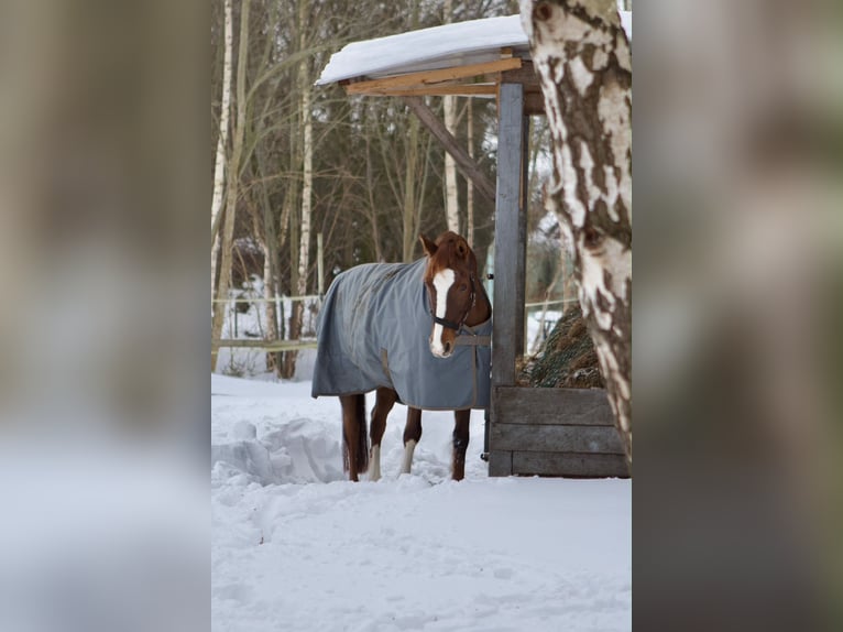 Poney de selle allemand Jument 14 Ans 148 cm Alezan brûlé in Bad Berneck im Fichtelgebirge