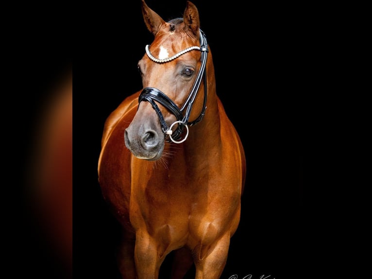 Poney de selle allemand Jument 14 Ans 148 cm Alezan brûlé in Drensteinfurt