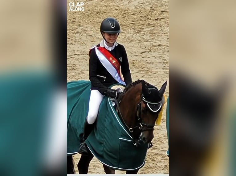 Poney de selle allemand Jument 14 Ans 148 cm Alezan brûlé in Drensteinfurt