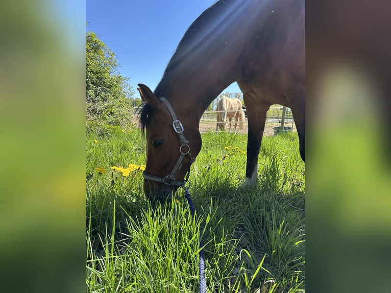 Poney de selle allemand Jument 14 Ans 148 cm Bai in Saterland