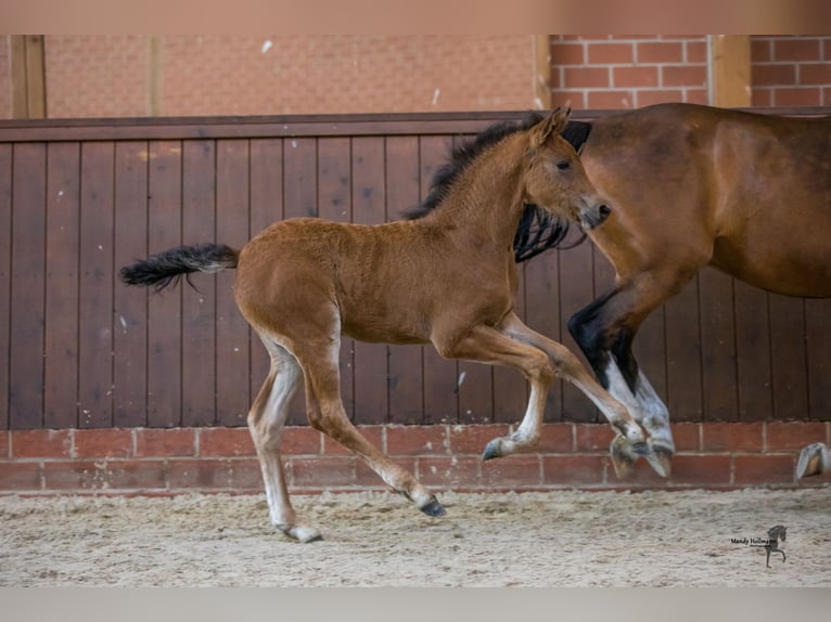 Poney de selle allemand Jument 14 Ans 148 cm Bai in Flintbek