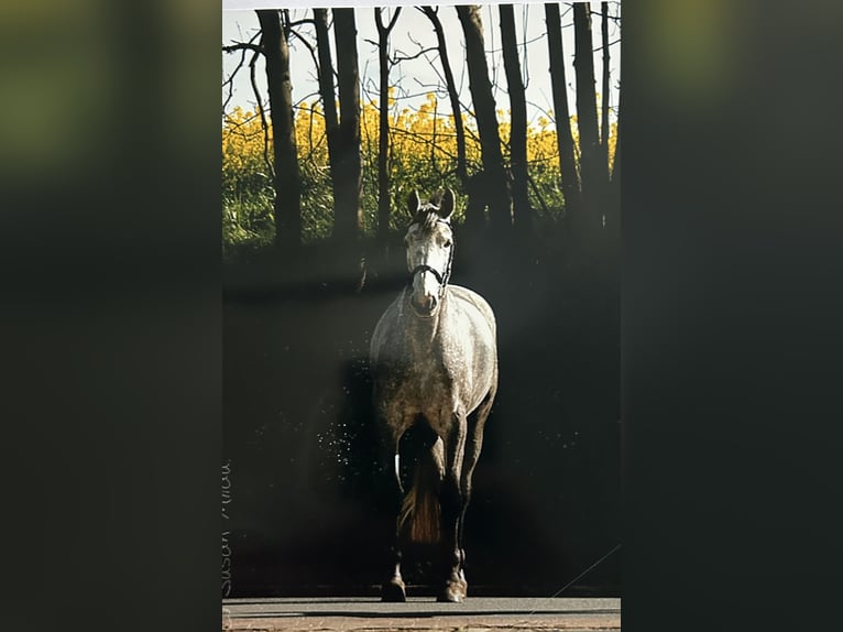 Poney de selle allemand Jument 14 Ans 148 cm Bai in Flintbek