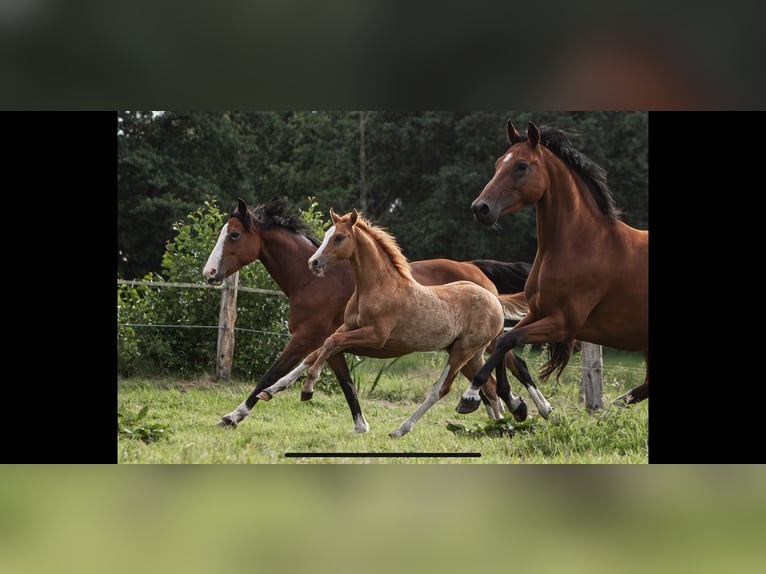 Poney de selle allemand Jument 14 Ans 148 cm Bai in Flintbek