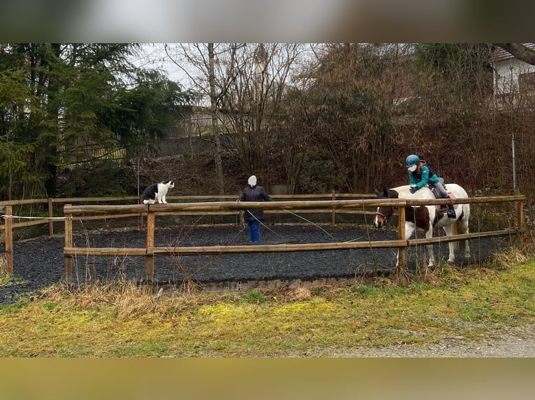 Poney de selle allemand Jument 14 Ans 148 cm Pinto in Eberhardzell