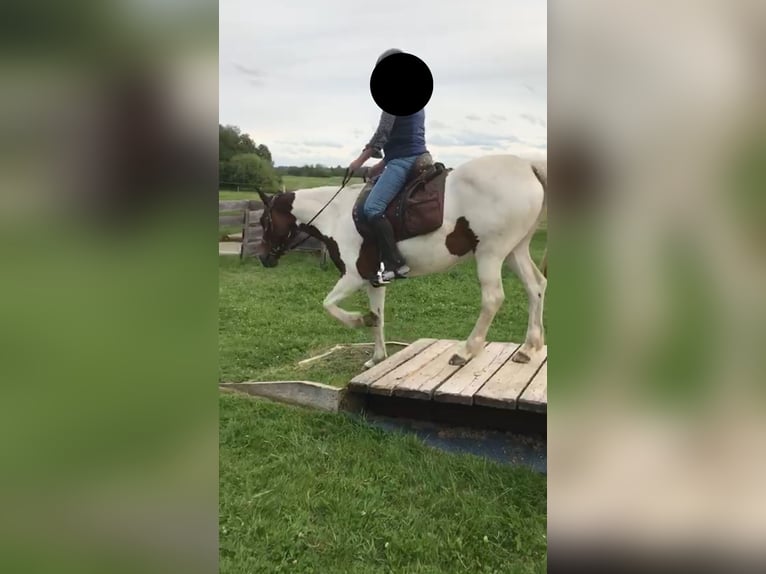 Poney de selle allemand Jument 14 Ans 148 cm Pinto in Eberhardzell