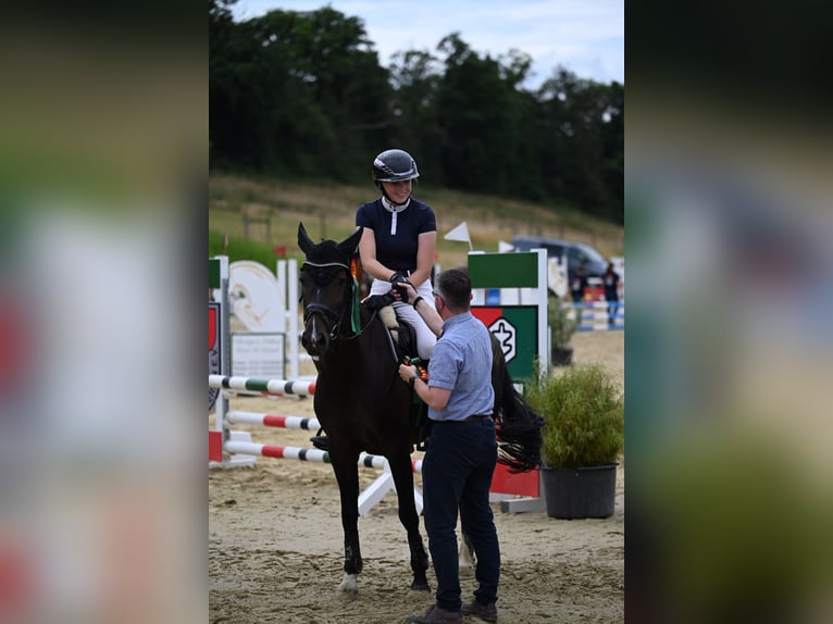 Poney de selle allemand Jument 14 Ans 149 cm Bai brun in Hattingen