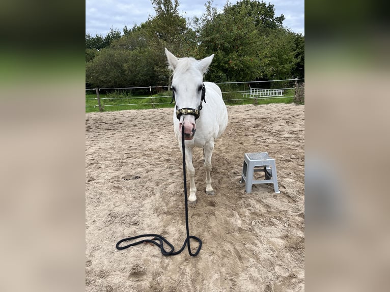 Poney de selle allemand Jument 14 Ans 149 cm Gris in Hüsby