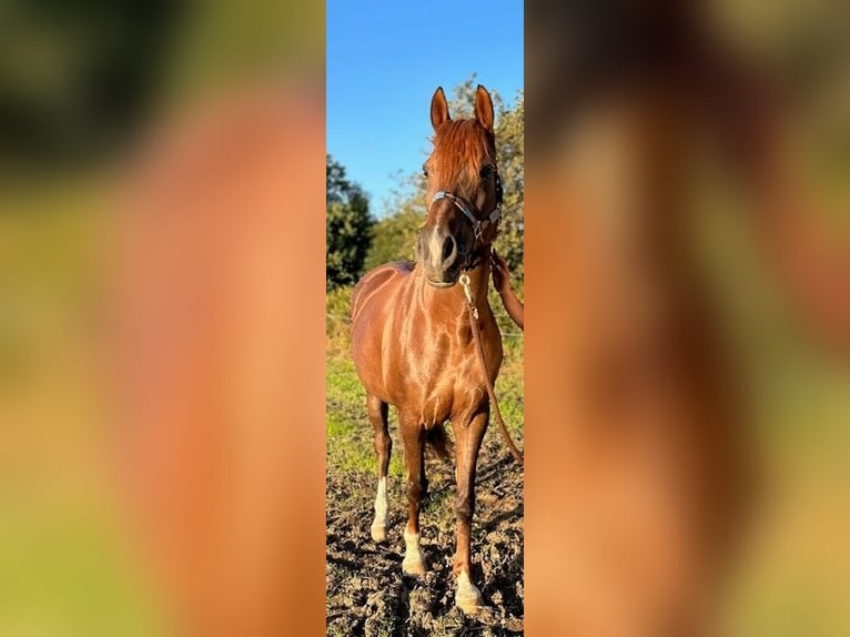 Poney de selle allemand Jument 14 Ans 153 cm Alezan in Havighorst