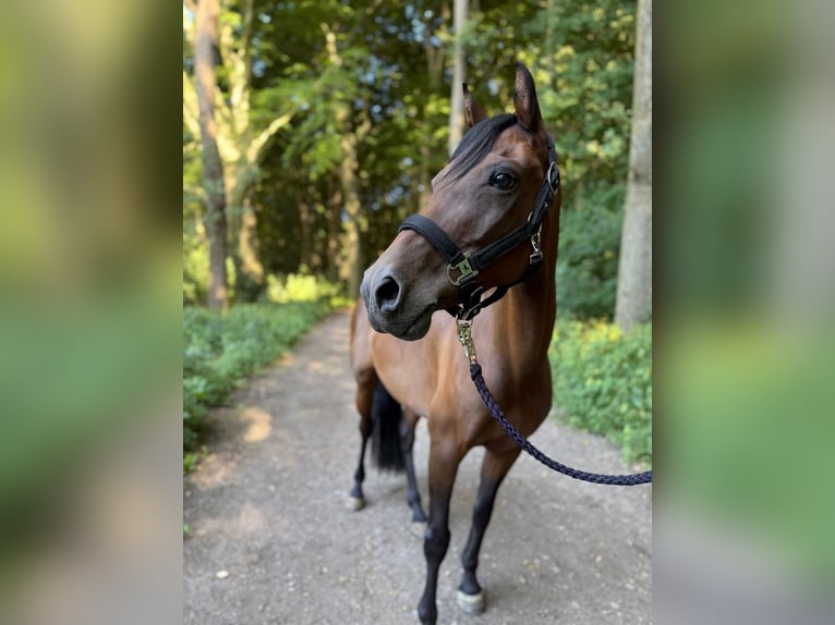 Poney de selle allemand Jument 15 Ans 138 cm in Gelsenkirchen
