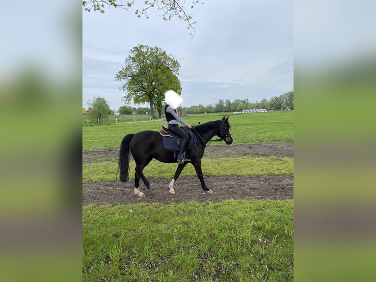 Poney de selle allemand Jument 15 Ans 140 cm Noir in Delbrück