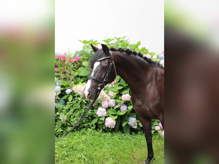 Poney de selle allemand Jument 15 Ans 140 cm Noir in Delbrück