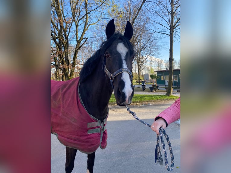 Poney de selle allemand Jument 15 Ans 140 cm Noir in Delbrück