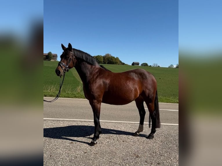 Poney de selle allemand Jument 15 Ans 142 cm Bai in Drackenstein