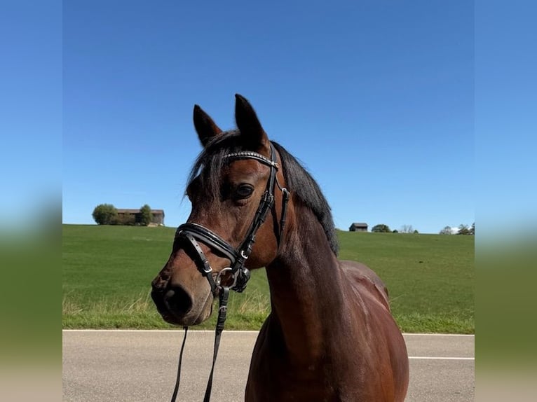 Poney de selle allemand Jument 15 Ans 142 cm Bai in Drackenstein