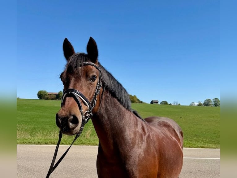 Poney de selle allemand Jument 15 Ans 142 cm Bai in Drackenstein