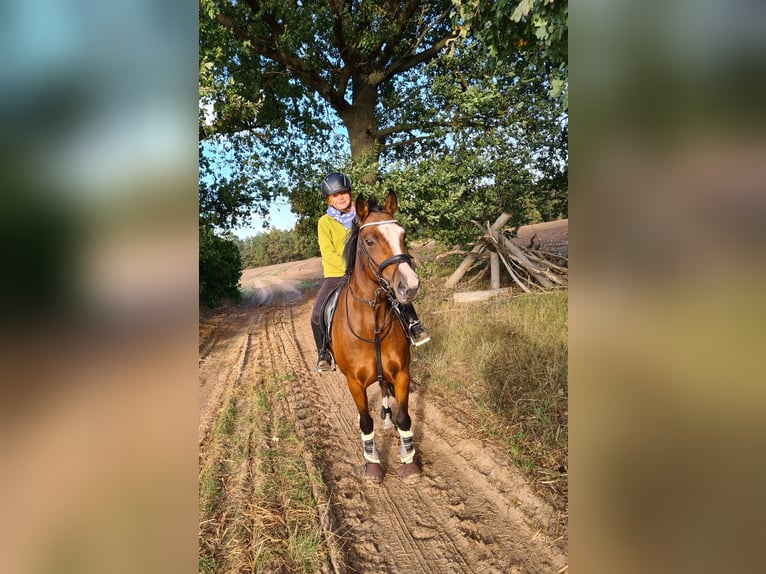 Poney de selle allemand Jument 15 Ans 143 cm Bai clair in Zossen