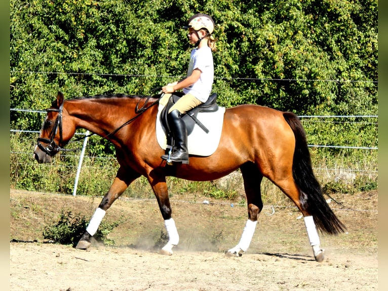 Poney de selle allemand Jument 15 Ans 143 cm Bai clair in Zossen