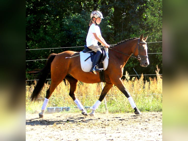 Poney de selle allemand Jument 15 Ans 143 cm Bai clair in Zossen