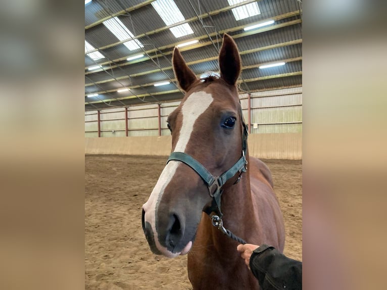 Poney de selle allemand Jument 15 Ans 144 cm Alezan in Rødekro