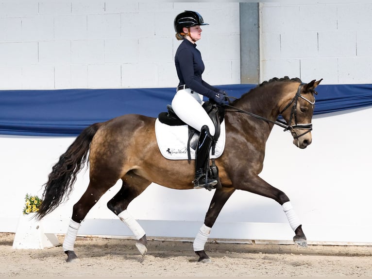 Poney de selle allemand Jument 15 Ans 144 cm Isabelle in Marsberg
