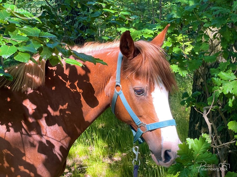 Poney de selle allemand Jument 15 Ans 145 cm Alezan in Radebeul