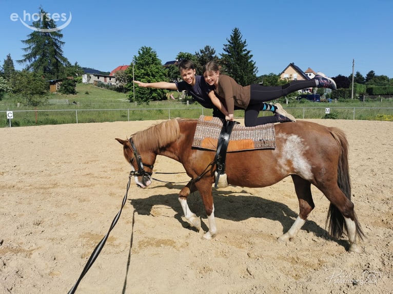 Poney de selle allemand Jument 15 Ans 145 cm Alezan in Radebeul