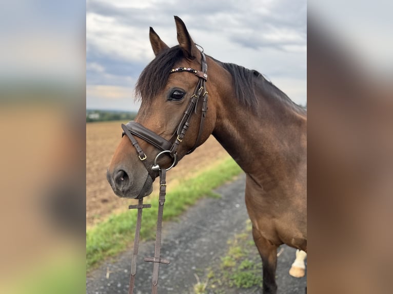 Poney de selle allemand Jument 15 Ans 145 cm Bai brun in Roßdorf