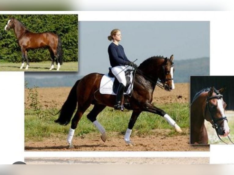 Poney de selle allemand Jument 15 Ans 145 cm Bai brun foncé in Amorbach