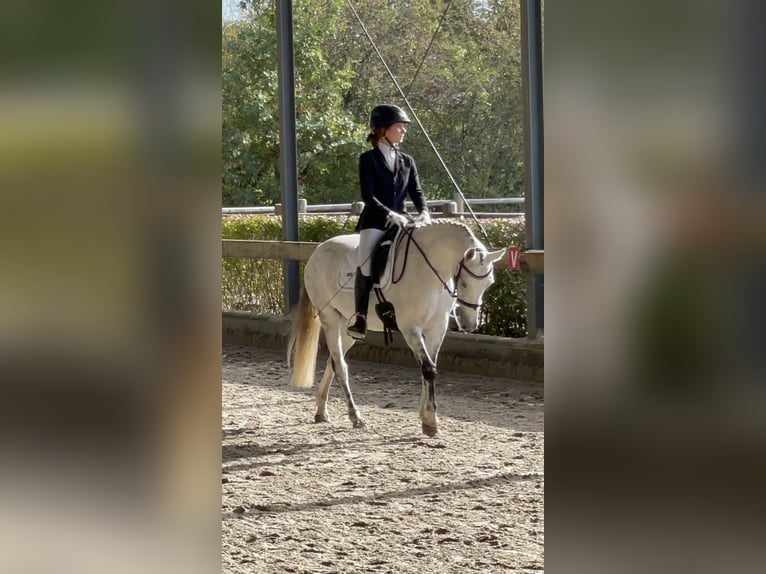 Poney de selle allemand Jument 15 Ans 145 cm Gris pommelé in Hamburg