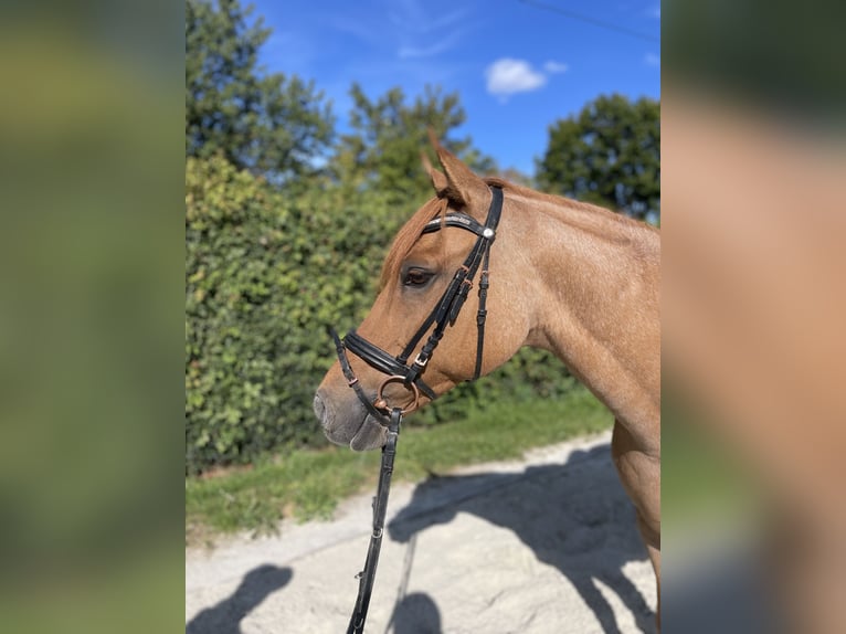 Poney de selle allemand Jument 15 Ans 146 cm Alezan in Langelsheim