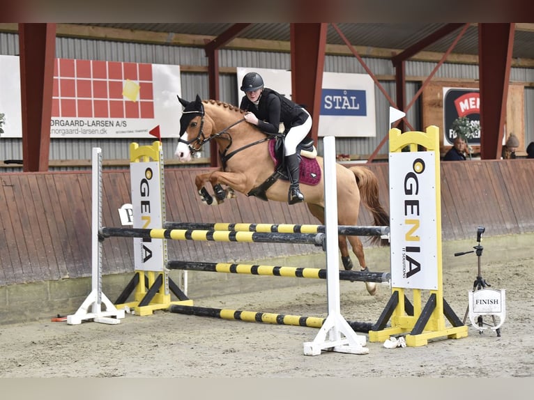 Poney de selle allemand Jument 15 Ans 147 cm Alezan dun in Skals