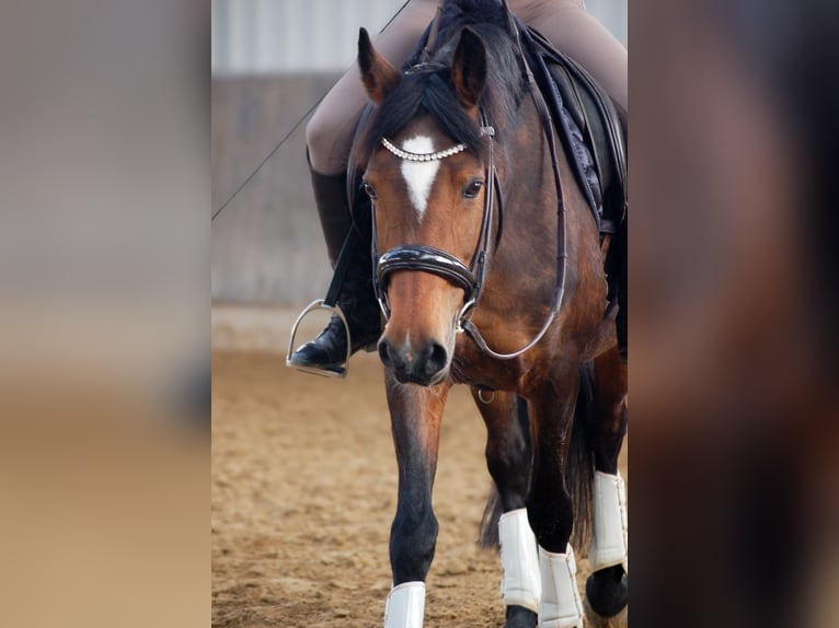Poney de selle allemand Jument 15 Ans 147 cm Bai in Düsseldorf