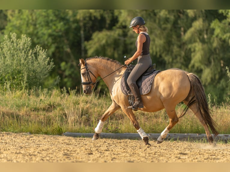 Poney de selle allemand Jument 15 Ans 147 cm Isabelle in Heinzenbach