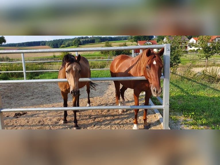Poney de selle allemand Jument 15 Ans 148 cm Alezan brûlé in Biburg
