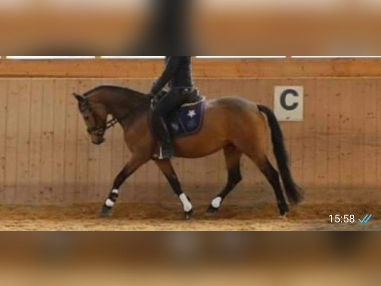 Poney de selle allemand Jument 15 Ans 148 cm Alezan brûlé in Biburg