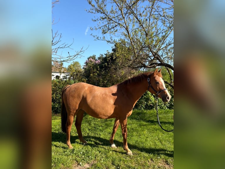 Poney de selle allemand Jument 15 Ans 148 cm Alezan in Staufenberg