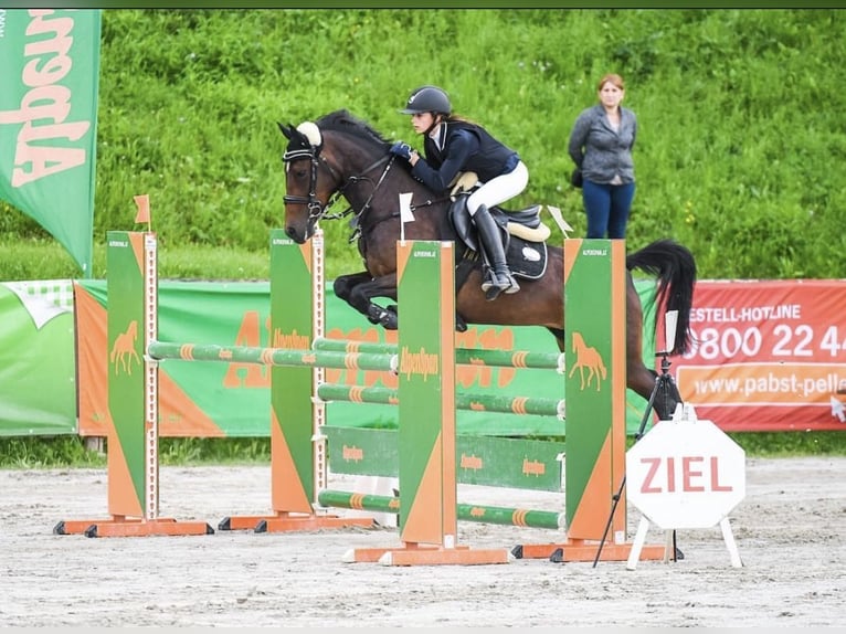 Poney de selle allemand Jument 15 Ans 148 cm Bai brun in Neuhofen an der Ybbs